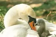 
 مهر مادری +عکس
