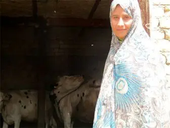 درآمدزایی سمیرا از 15 گاو و گوساله+تصاویر