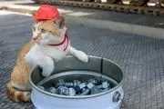 گربه ای که در کنار مقامات روس پلی را افتتاح می کند/تصاویر