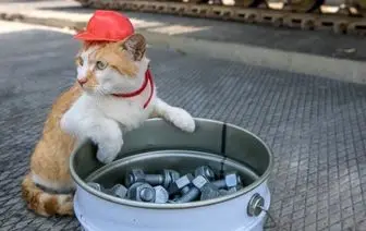 گربه ای که در کنار مقامات روس پلی را افتتاح می کند/تصاویر