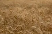 برداشت سنتی خوشه‌های طلا در کرمان/ گزارش تصویری