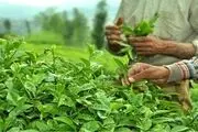 تولید چای خشک به ۳۰ هزار تن می رسد
