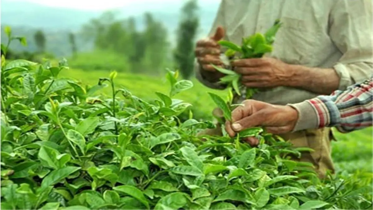 تولید چای خشک به ۳۰ هزار تن می رسد
