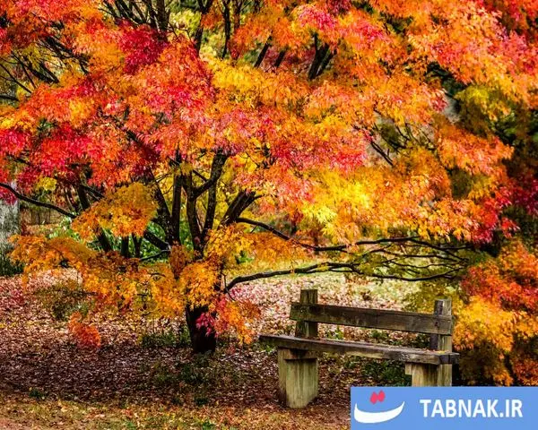 پاییز؛ شکوه رنگ‌ها در چهار گوشه جهان/گزارش تصویری