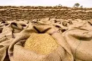 محبوس شدن ۳۰۰ هزار تن گندم خریداری شده مصر در اوکراین
