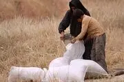 خرید تضمینی گندم آب رفت