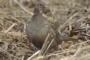 آغاز سرشماری زمستانی پرندگان آبزی و کنار آبزی