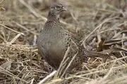 آغاز سرشماری زمستانی پرندگان آبزی و کنار آبزی