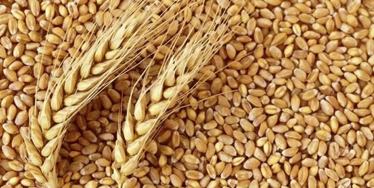 نرخ خرید تضمینی گندم در سال 1401