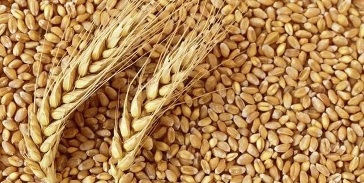 نرخ خرید تضمینی گندم در سال 1401