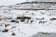 فواید کُرسی در زمستان +اینفوگرافی