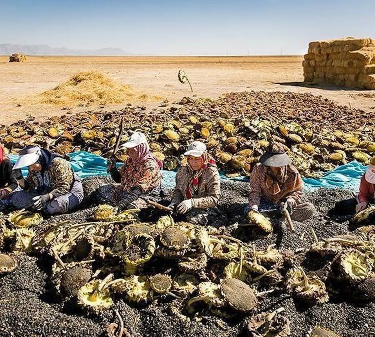 مزارع آفتابگردان کردستان/ عکس