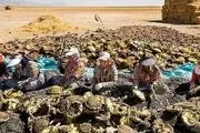 مزارع آفتابگردان کردستان/ عکس