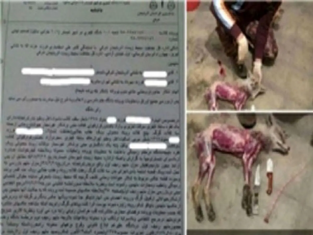 عاملین کشتار بی رحمانه ۳ گرگ و ۷ روباه در شبستر محکوم شدند