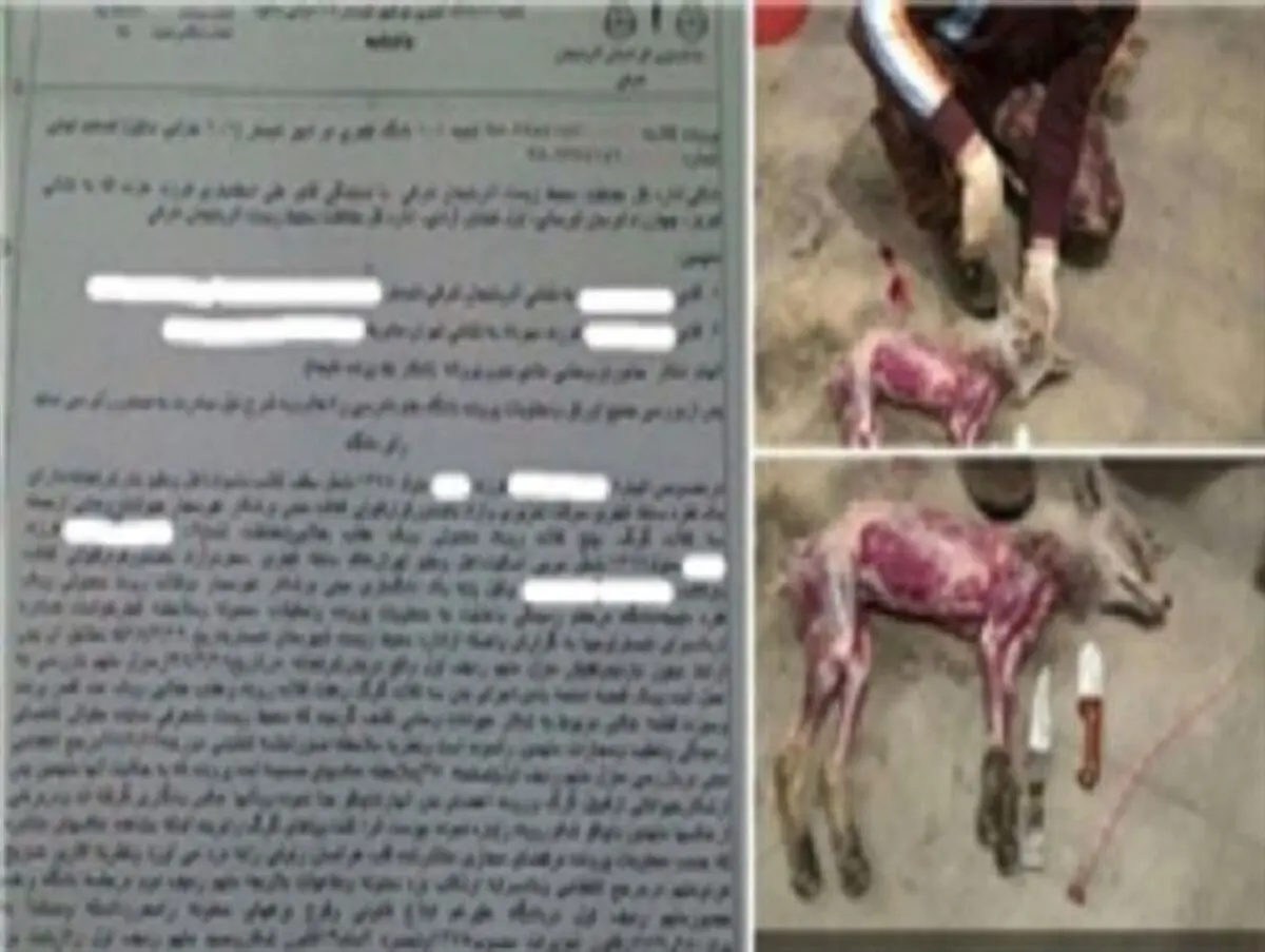 عاملین کشتار بی رحمانه ۳ گرگ و ۷ روباه در شبستر محکوم شدند