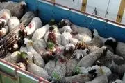 توقیف کامیون های حامل 330 راس گوسفند فاقد مجوز حمل در مبادی خروجی کامیاران