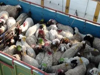 توقیف کامیون های حامل 330 راس گوسفند فاقد مجوز حمل در مبادی خروجی کامیاران