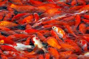 پرورش ماهی قرمز در گیلان/گزارش تصویری