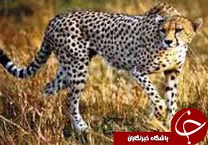 
ثبت رکورد 8 گونه نایاب گربه سان ها ،در استان اصفهان
