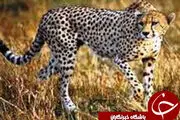 
ثبت رکورد 8 گونه نایاب گربه سان ها ،در استان اصفهان
