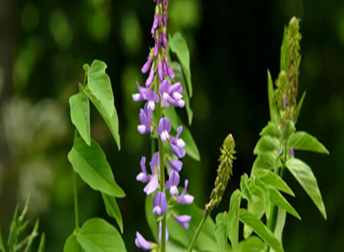 گیاه گالگا و خواص درمانی آن