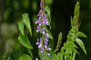 گیاه گالگا و خواص درمانی آن