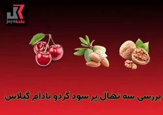 بررسی سه نهال پر سود گردو بادام گیلاس