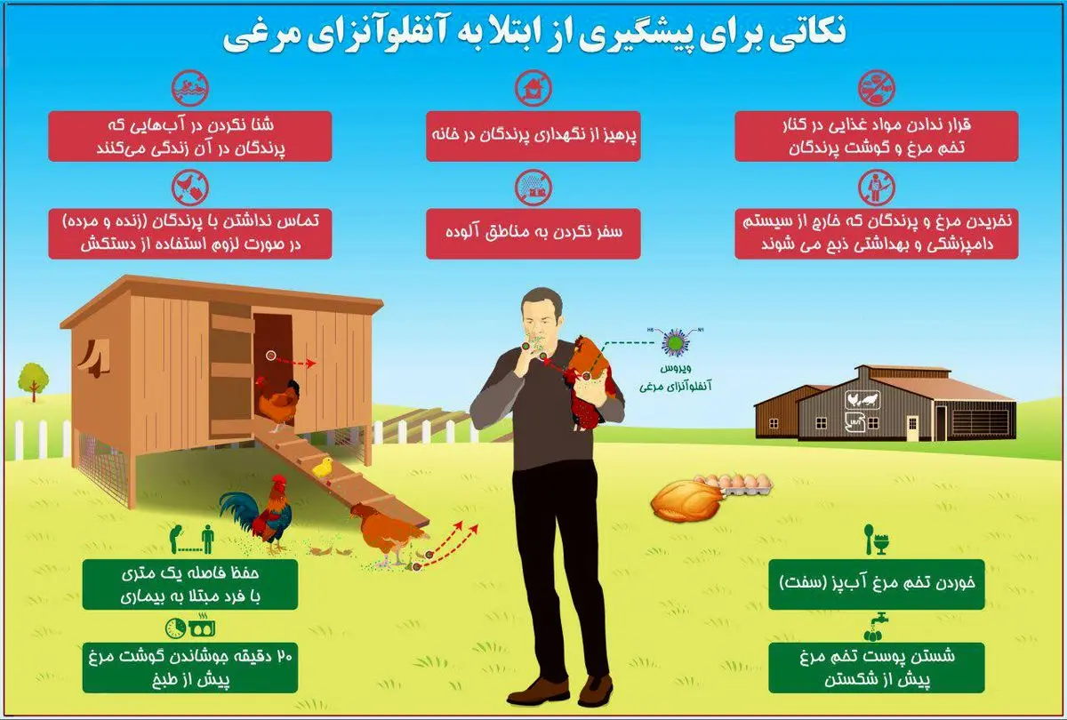 تکذیب شیوع "آنفلوانزای خوکی"