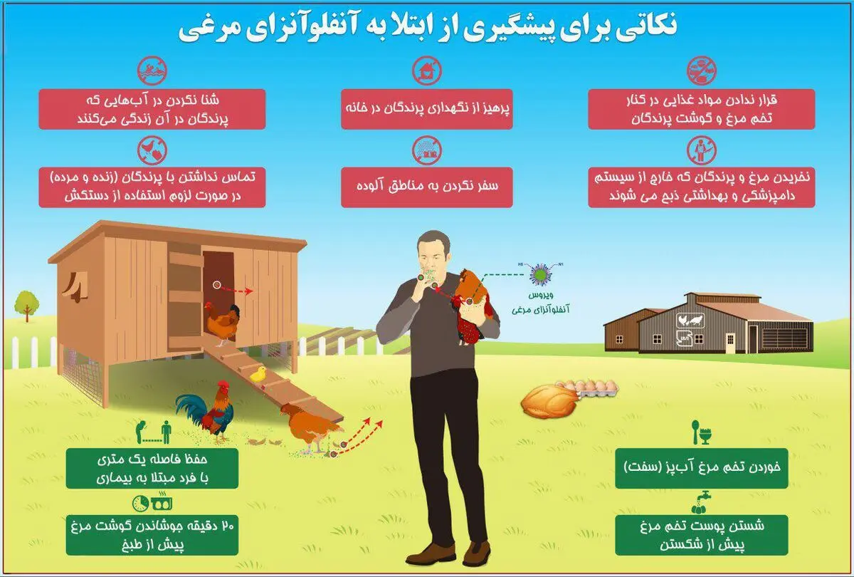 تکذیب شیوع "آنفلوانزای خوکی"