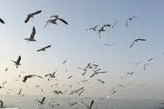 پرندگان دریایی در آسمان سواحل بوشهر‎/ عکس