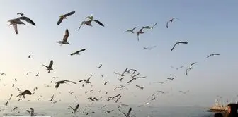 پرندگان دریایی در آسمان سواحل بوشهر‎/ عکس