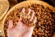گران‌ ترین قهوه جهان، هدیه‌ ای از مدفوع یک پستاندار!