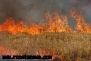 30 هکتار از مزارع گندم روستای کنارمیخکی شوشتر در آتش سوخت