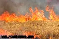 30 هکتار از مزارع گندم روستای کنارمیخکی شوشتر در آتش سوخت
