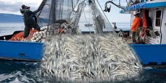 ممنوعیت صید ترال در راستای پایش ذخایر فانوس ماهیان