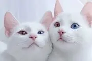 چرا نباید گربه در خانه یا آپارتمان نگهداری شود؟