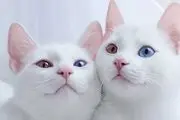 چرا نباید گربه در خانه یا آپارتمان نگهداری شود؟