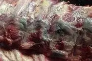 دپوی گوشت‌های فاسد در جنوب تهران صحت دارد؟
