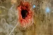 گزارش تصویری از شب خونین شاهچراغ