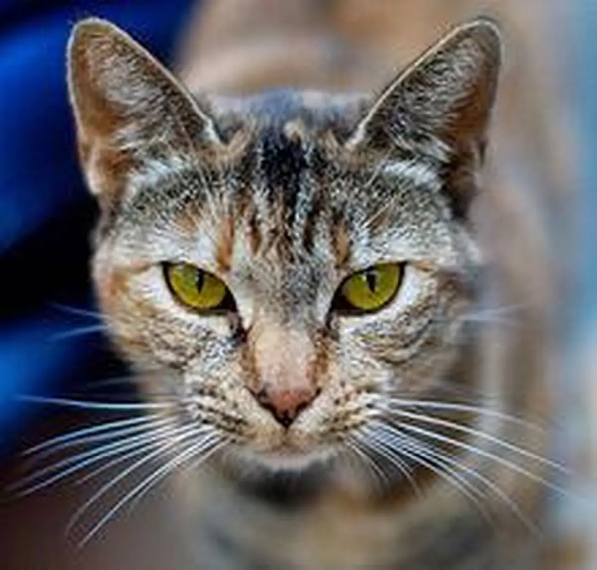 
گربه، جان کودک زنجانی را گرفت
