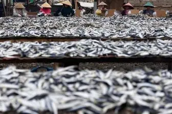 هشدار فائو نسبت به افزایش صید بی‌رویه ماهی