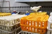 توزیع روزانه مرغ گرم به ۷ هزار و ۵۰۰ تن رسید
