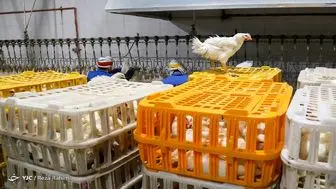 توزیع روزانه مرغ گرم به ۷ هزار و ۵۰۰ تن رسید
