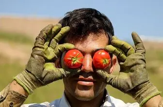 انواع مختلف ماسک گوجه فرنگی برای زیبایی + آموزش