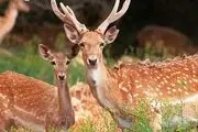 تولد گوساله‌های گوزن زرد ایرانی برای اولین بار