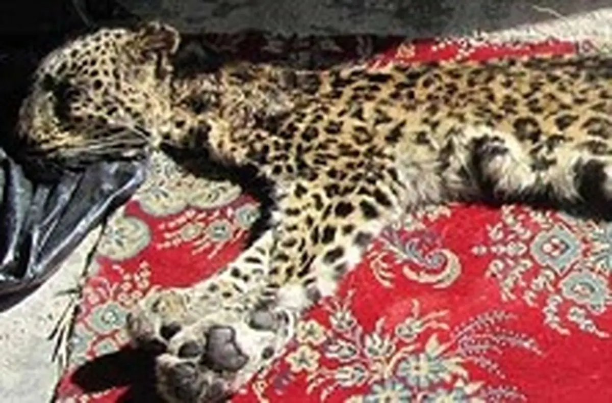 شکار پلنگ ایرانی در جنگلهای مازندران