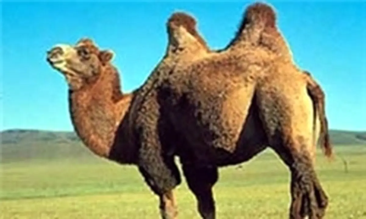 سالانه 440 تن گوشت شتر در استان یزد تولید میشود