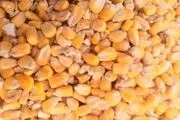 واردات نهاده دامی به صورت گسترده

