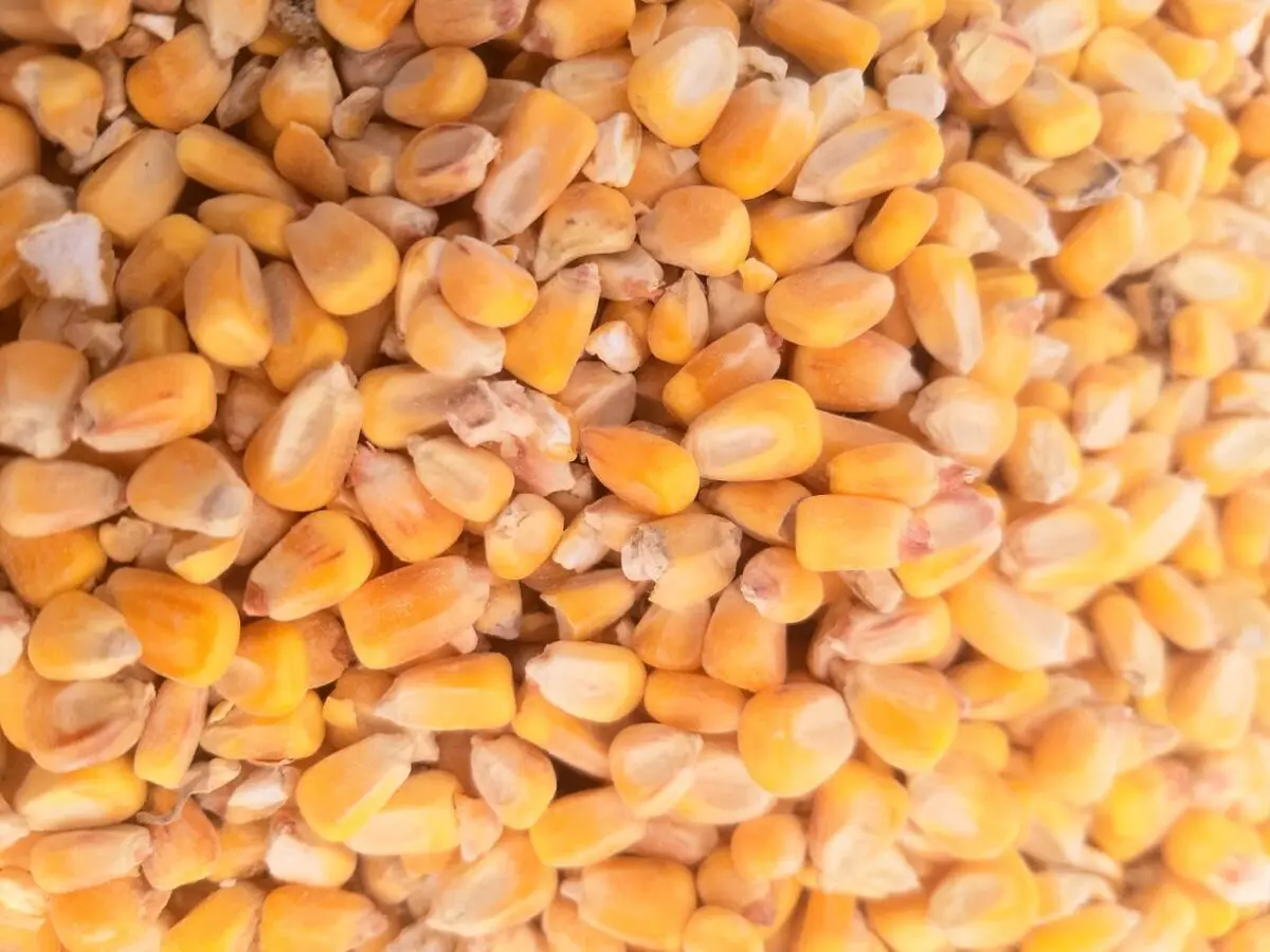 واردات نهاده دامی به صورت گسترده

