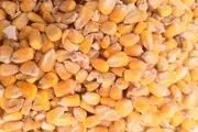 واردات نهاده دامی به صورت گسترده


